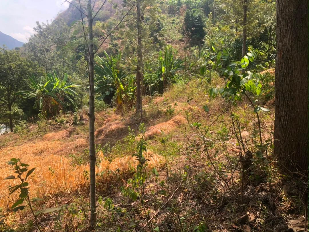 Vegetated hillside in the Rusizi survey area